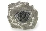 Detailed Gerastos Trilobite Fossil - Morocco #242765-3